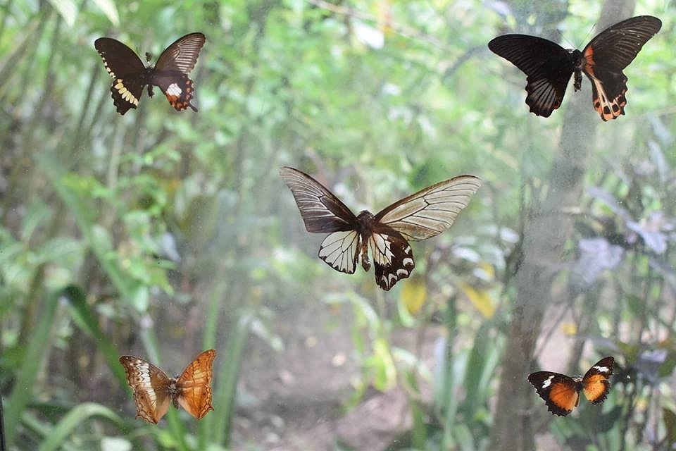 蝶の標本